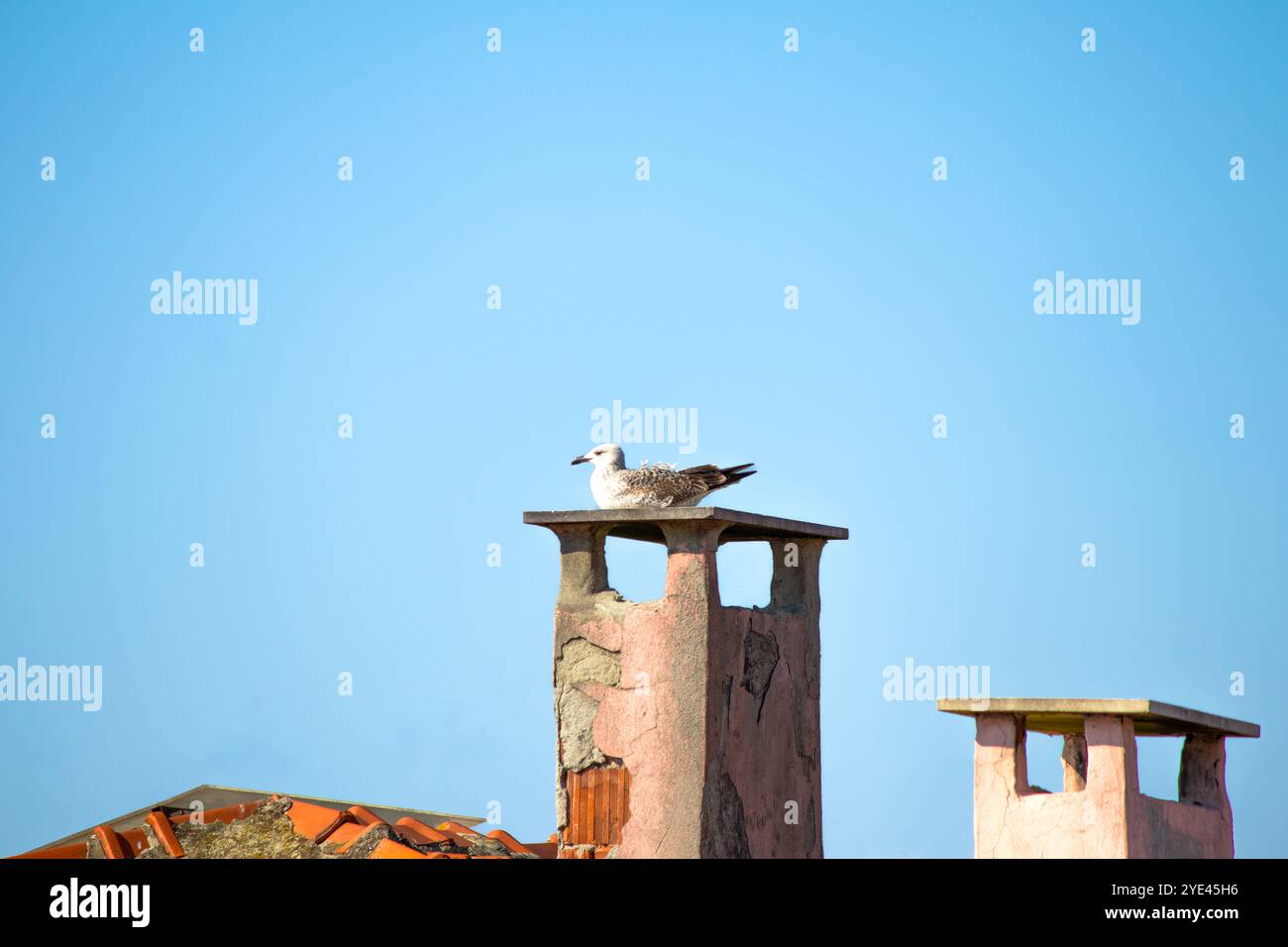 Gelbbeinmöwe (Larus michahellis) auf einem Betonschornstein. Möwe auf dem Dach. Der Vogel ruht. Tier. Ornithologie. Im Freien. Natur. Stockfoto