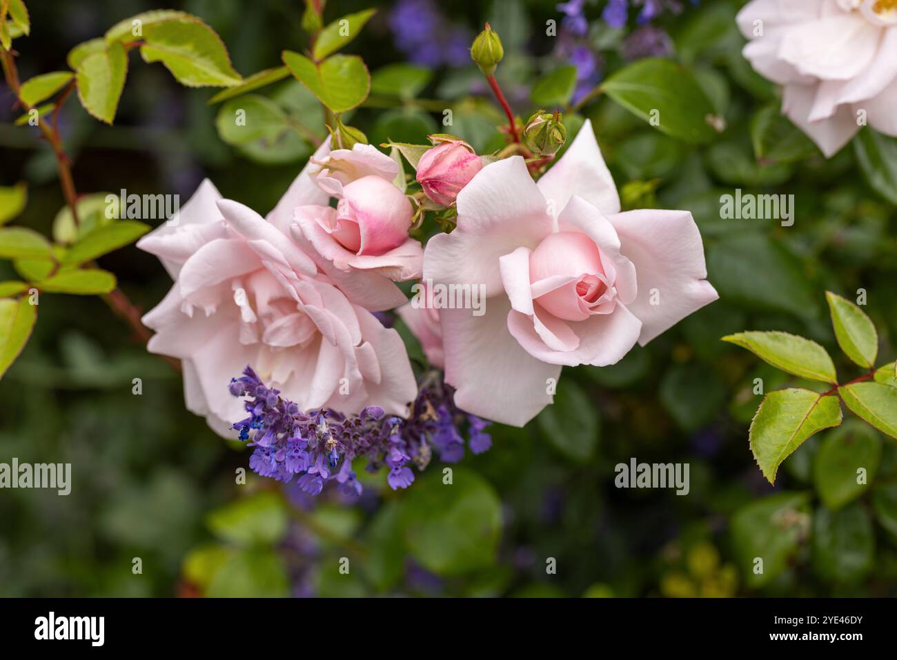 Nahaufnahme von blassrosa Rosen, die im Juni in einem Sommergarten blühen. England, Großbritannien Stockfoto