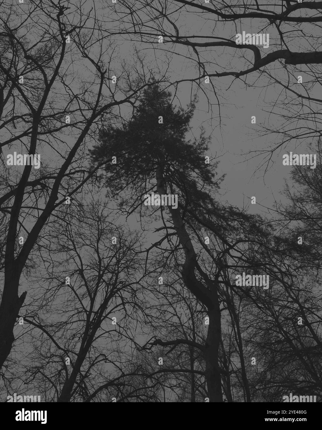 Epischer Baum im Fantasy-Wald, dunkle Horrorfotografie Stockfoto