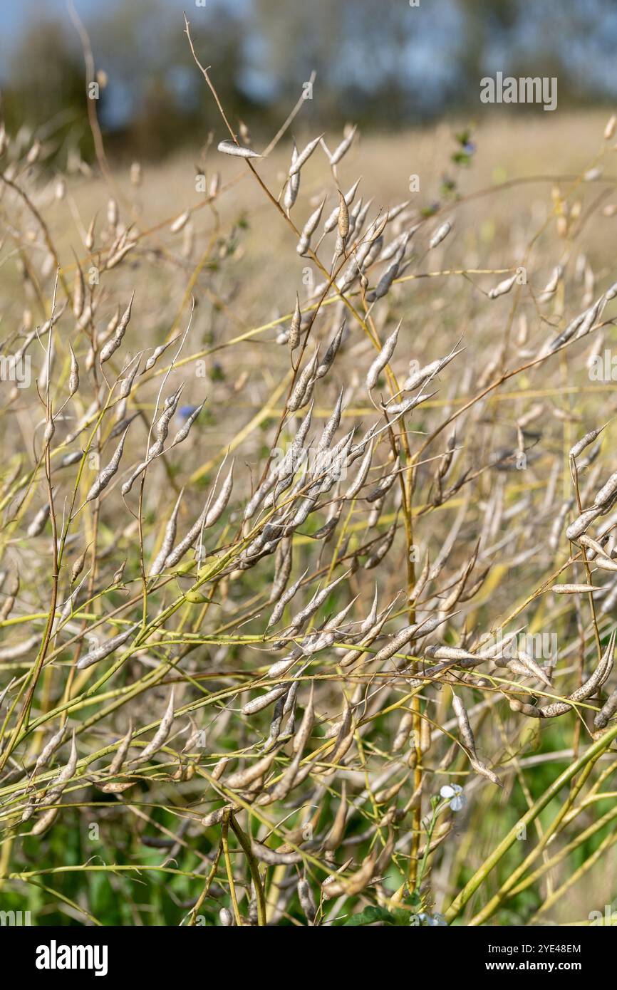 Wild Bird Mix im Winter auf Ackerland, angebaut als Teil eines Trewardship-Programms, um die Natur erholt zu unterstützen. Lancashire, Großbritannien. Stockfoto