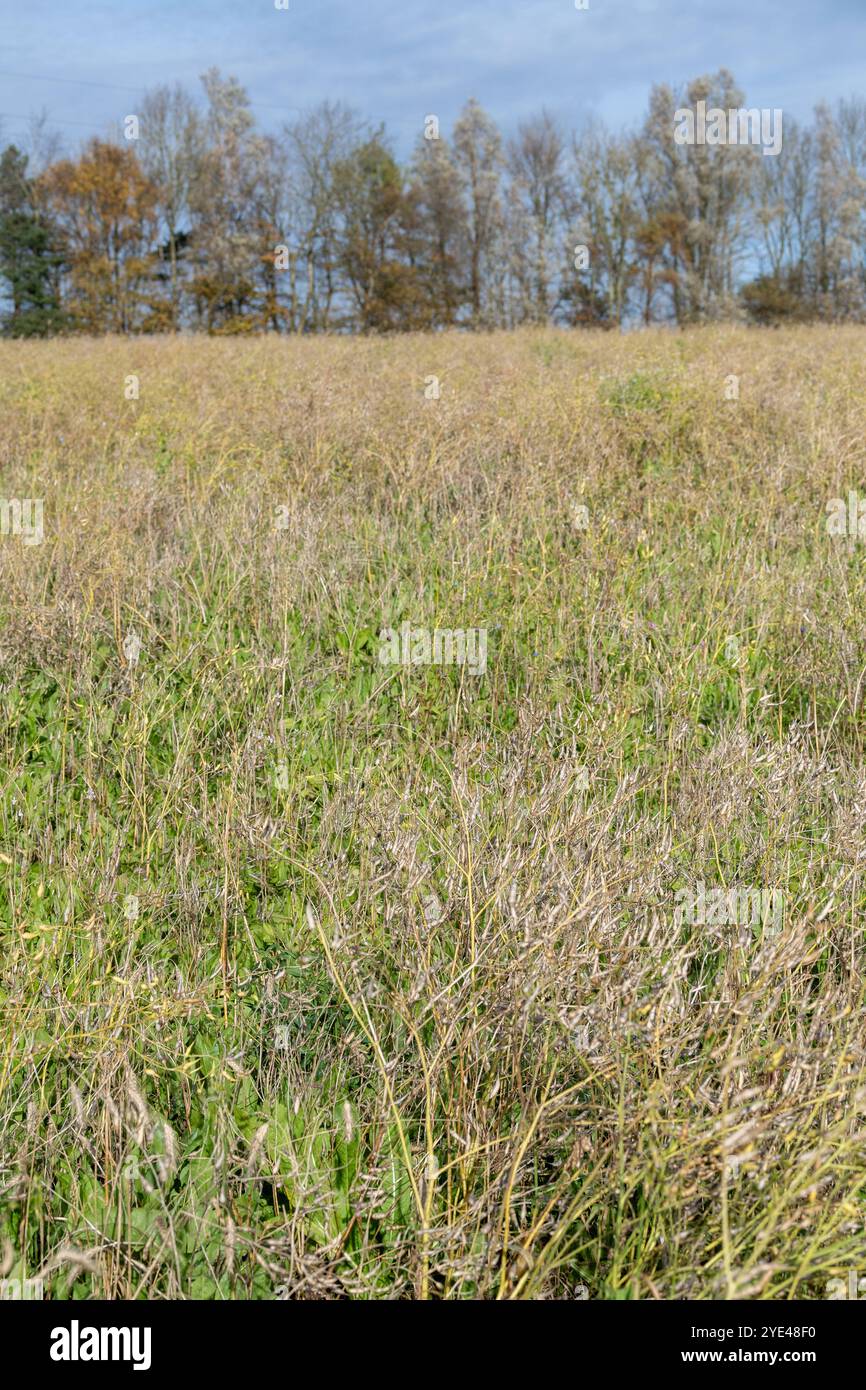 Wild Bird Mix im Winter auf Ackerland, angebaut als Teil eines Trewardship-Programms, um die Natur erholt zu unterstützen. Lancashire, Großbritannien. Stockfoto