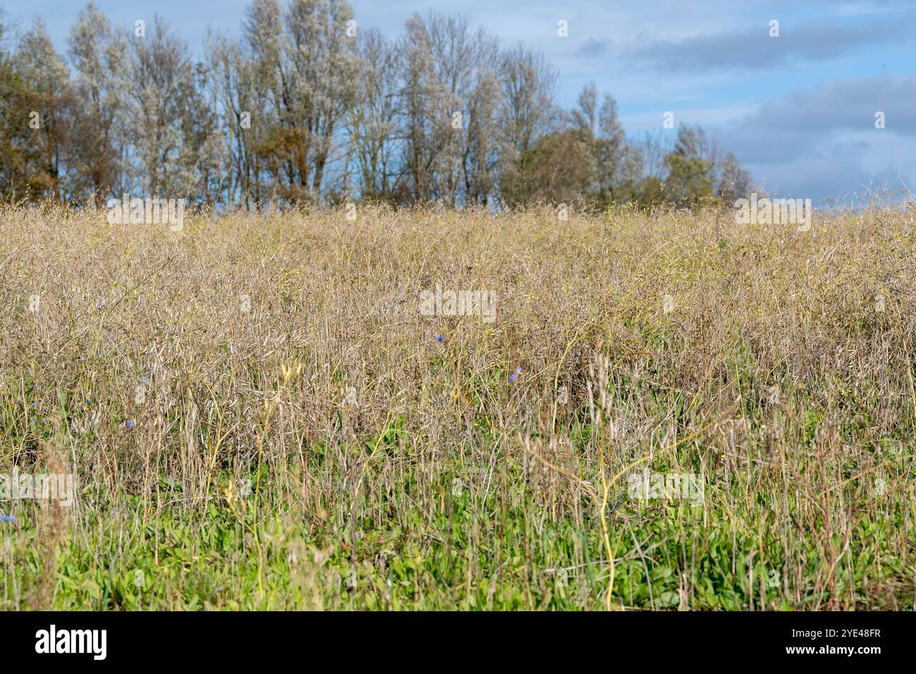 Wild Bird Mix im Winter auf Ackerland, angebaut als Teil eines Trewardship-Programms, um die Natur erholt zu unterstützen. Lancashire, Großbritannien. Stockfoto