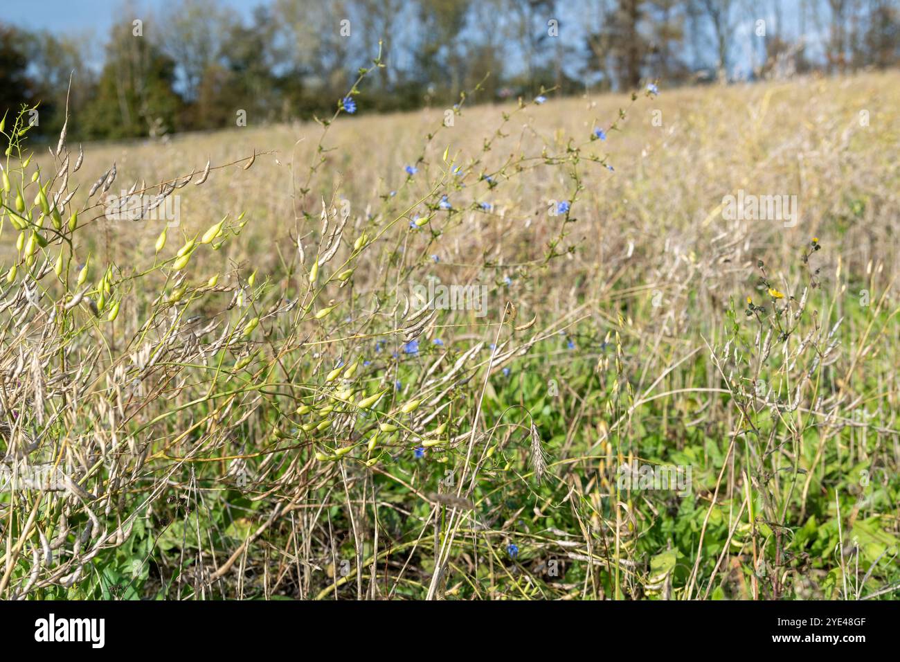 Wild Bird Mix im Winter auf Ackerland, angebaut als Teil eines Trewardship-Programms, um die Natur erholt zu unterstützen. Lancashire, Großbritannien. Stockfoto