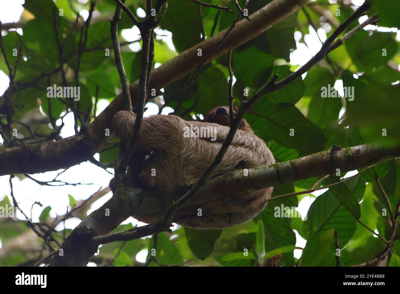 Faultier sitzt von unten auf einem Baum Stockfoto