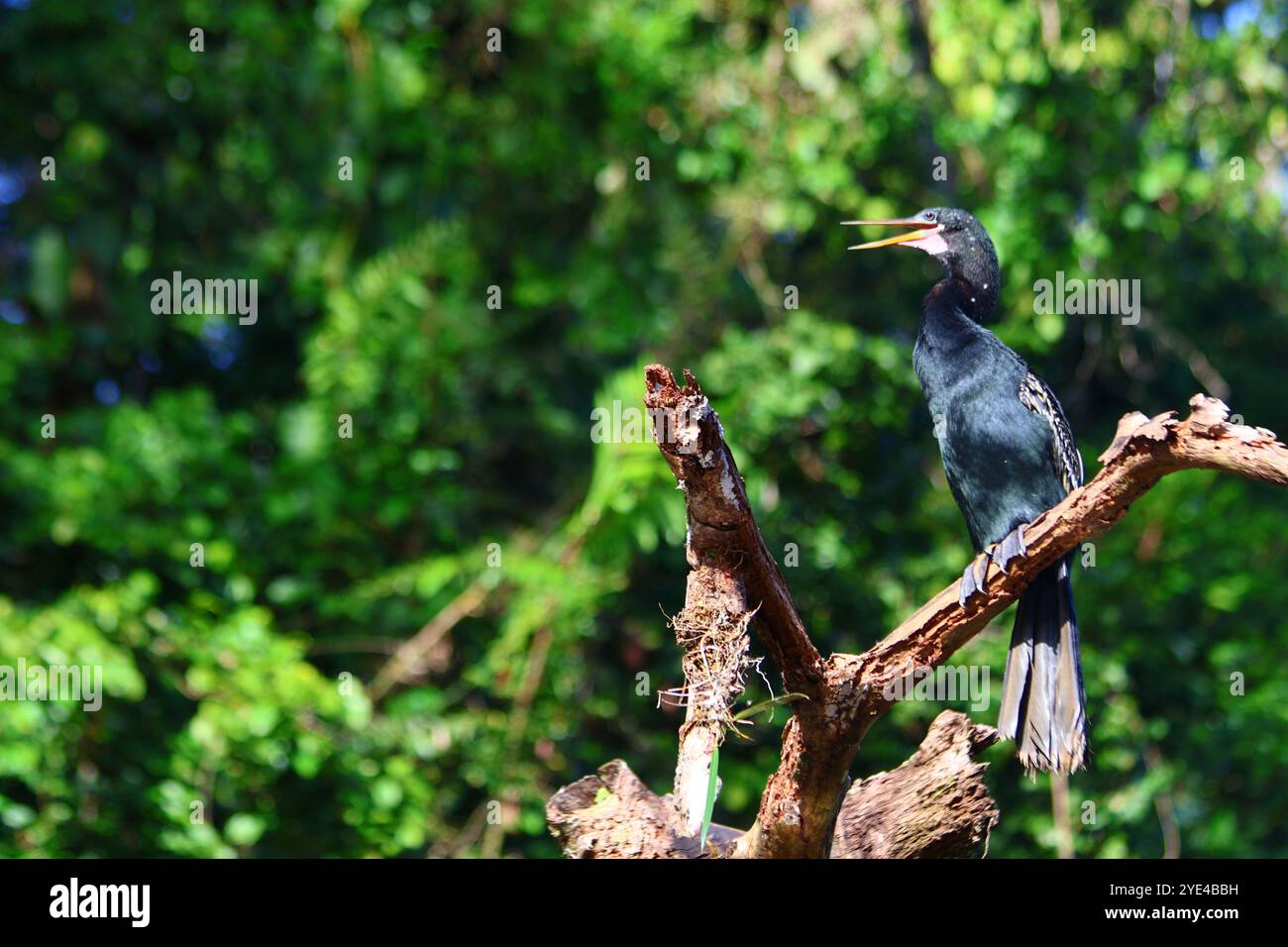 Exotische Vögel aus Costa Rica, mittelamerika Stockfoto