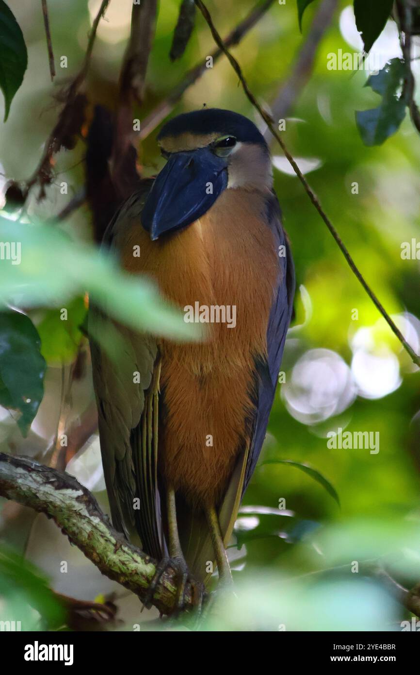 Exotische Vögel aus Costa Rica, mittelamerika Stockfoto