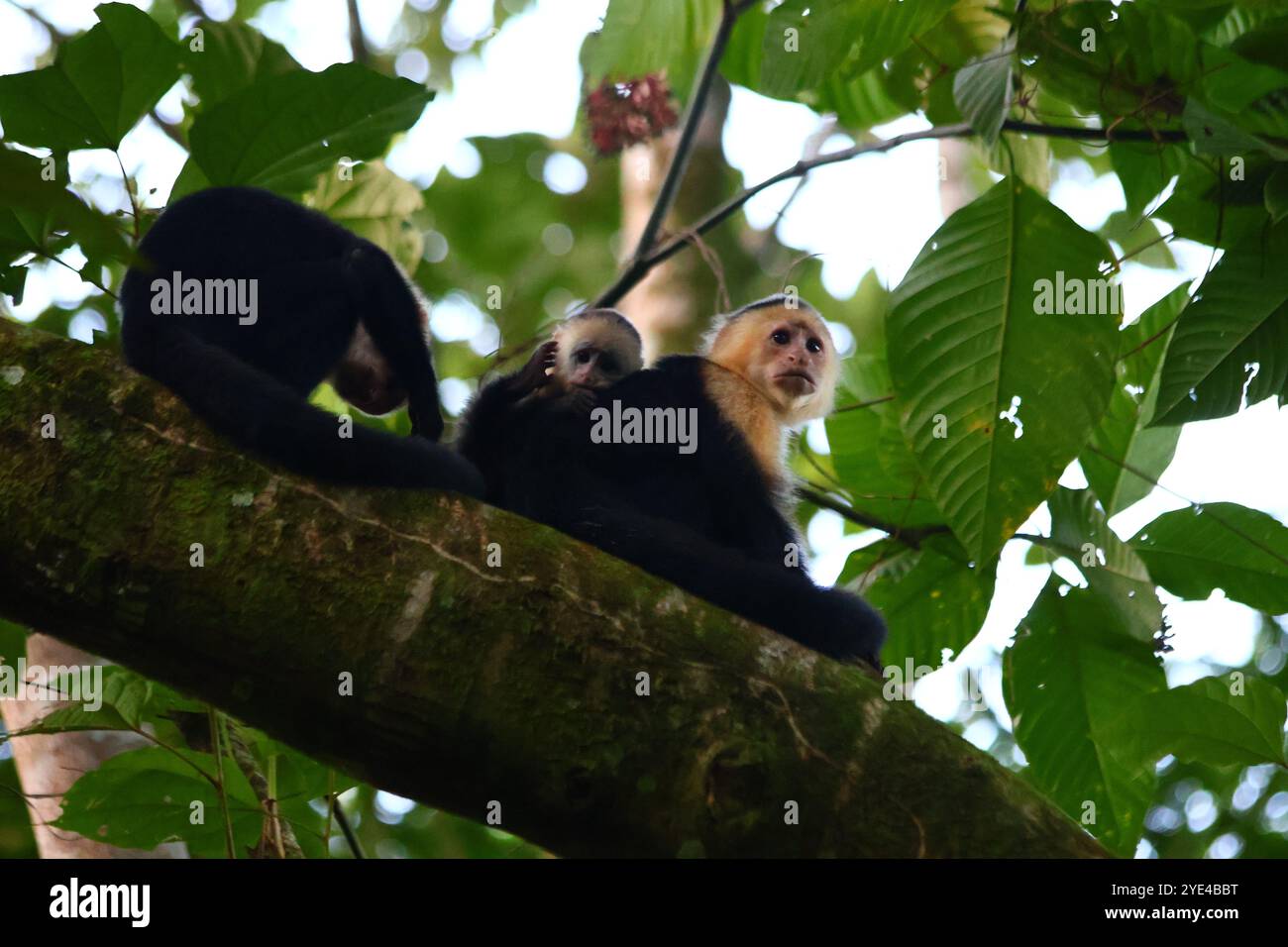 Affenfamilie auf einem Baum im Wald in Costa Rica, mit einem schüchternen Baby Stockfoto