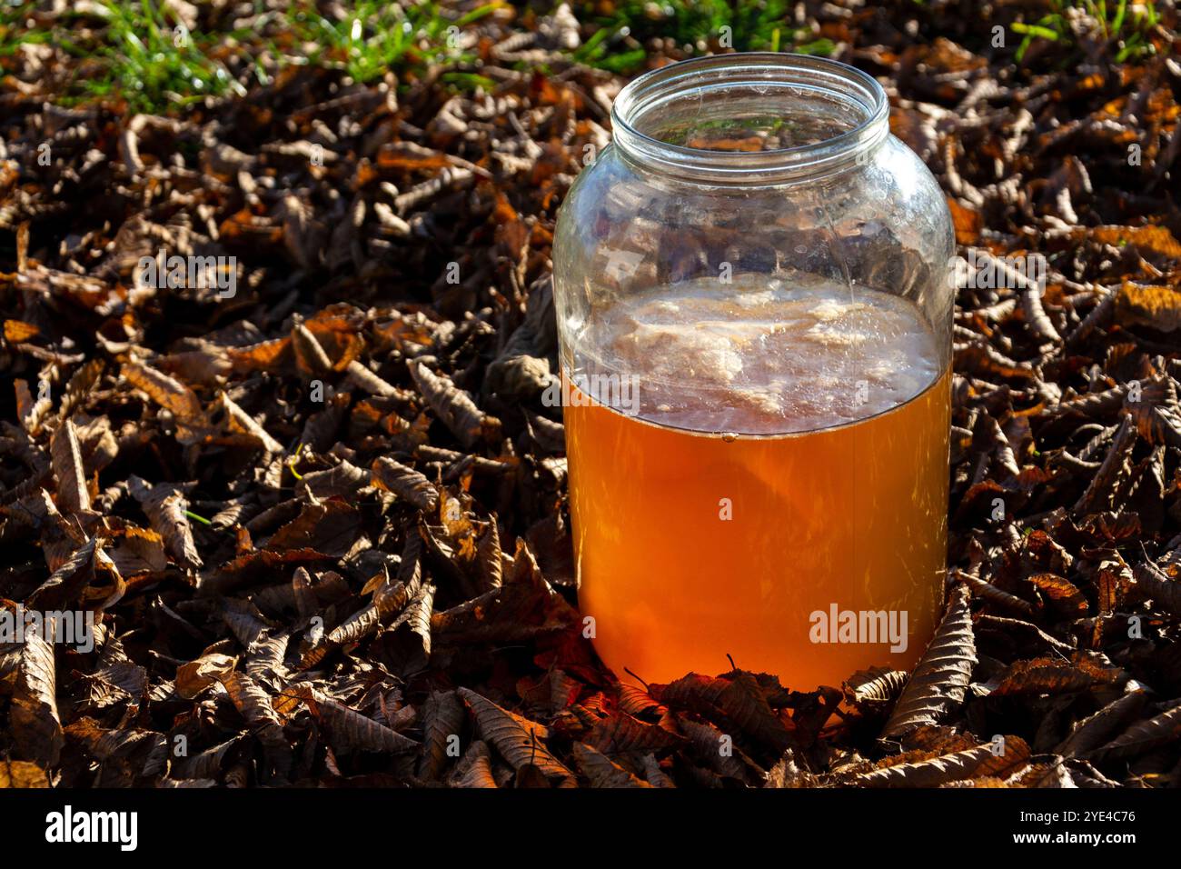 Kombucha natürlicher fermentierter Tee im Glas, gesundes Getränk asiatischen Ursprungs, draußen am sonnigen Herbsttag Stockfoto
