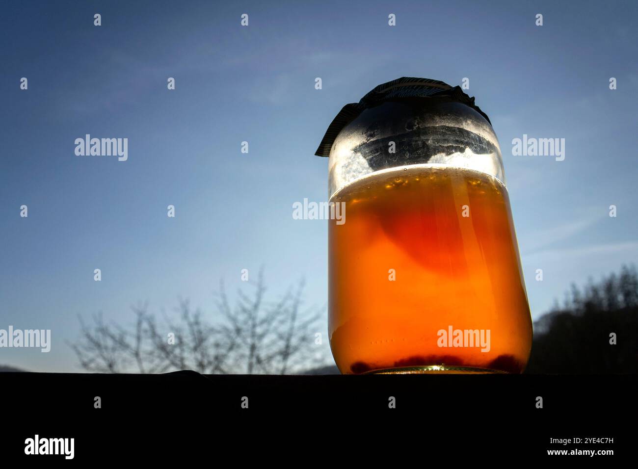 Kombucha natürlicher fermentierter Tee im Glas, gesundes Getränk asiatischen Ursprungs, draußen am sonnigen Herbsttag Stockfoto