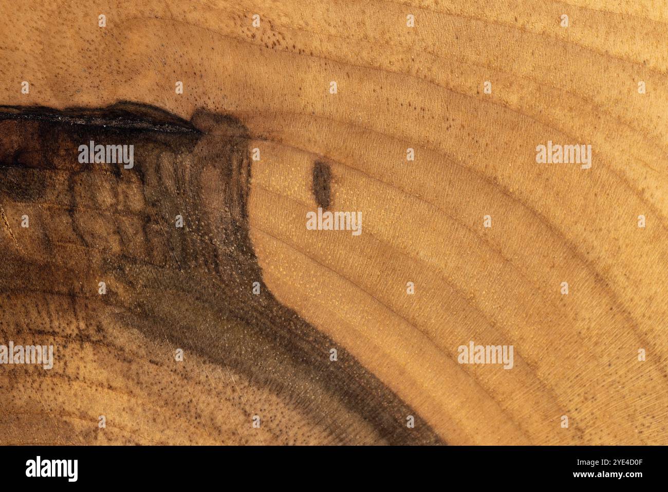 Nussbaum-Oberfläche mit jährlicher Ringnaht, Teil einer Holzplatte aus Nussbaum Stockfoto