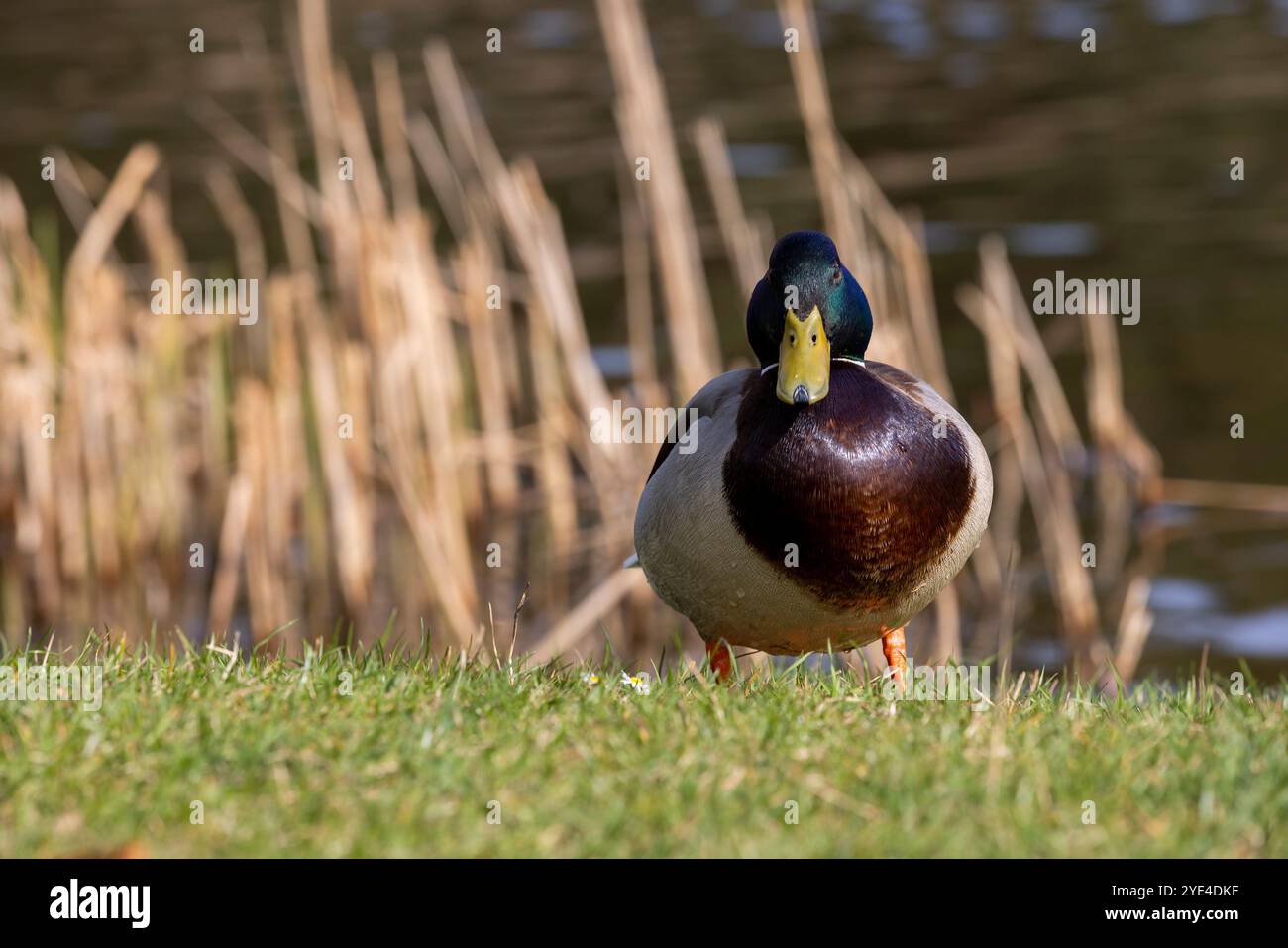 Eine Ente sitzt im Frühjahr auf einer Buckelei am Seeufer, eine Ente auf einer Birke am See bei sonnigem Wetter Stockfoto