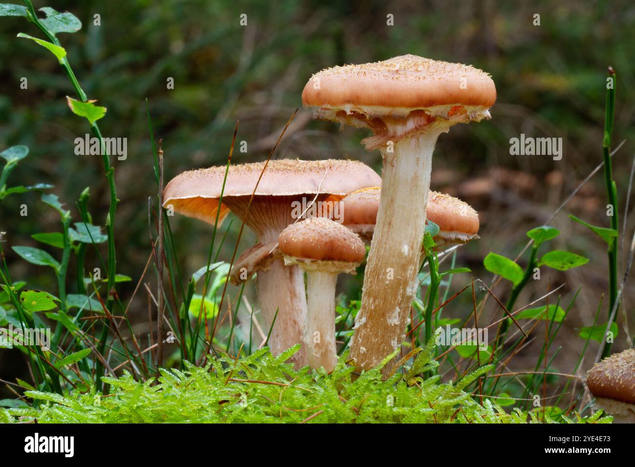 Vier Honigpilze, Armillaria ostoyae, in Moos Stockfoto