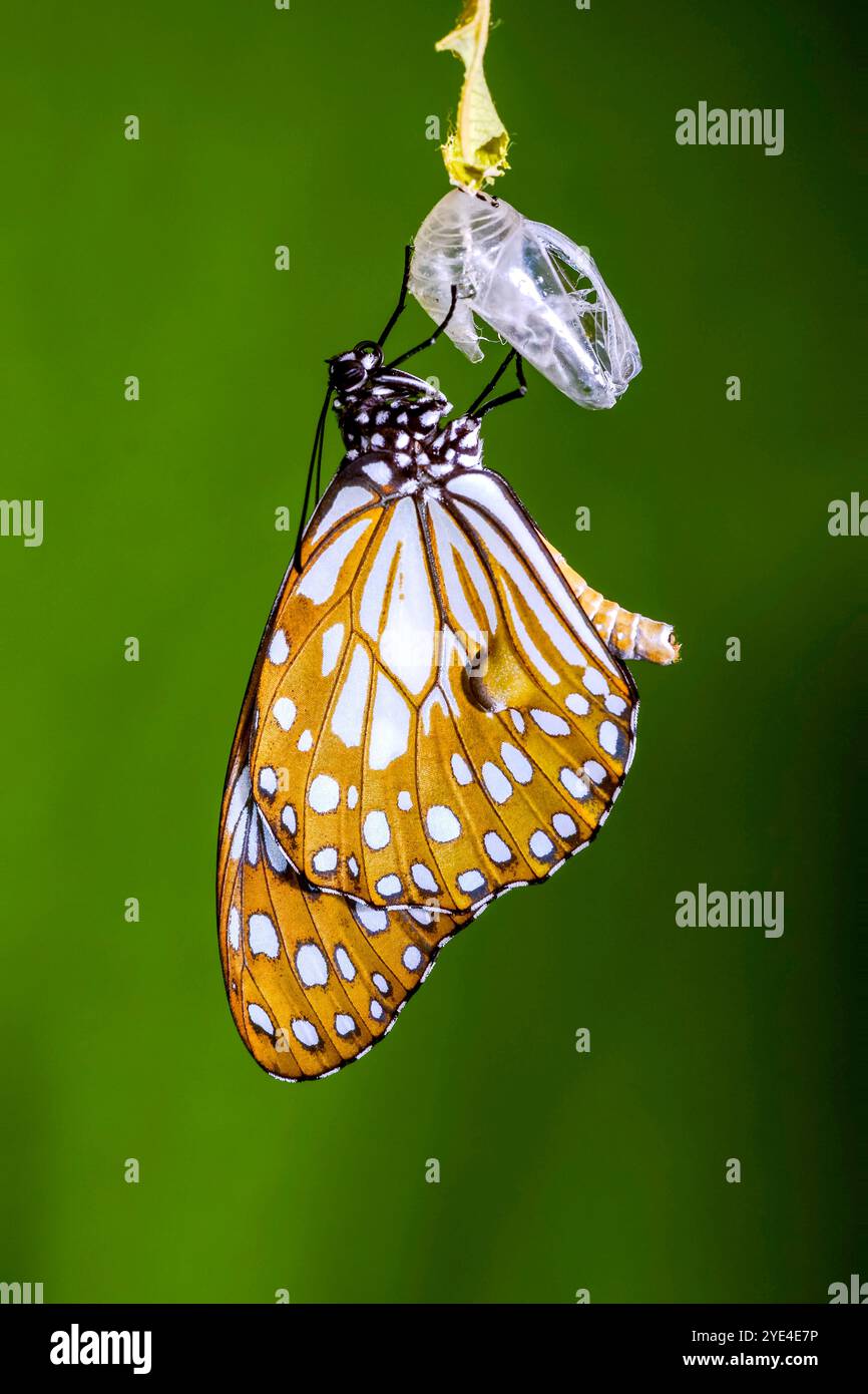 Nahaufnahme eines Blauen Tigers oder Tirumala hamata Schmetterlings tauchte aus der Puppe auf, trocknete und dehnte seinen Flügel für den ersten Flug. Stockfoto