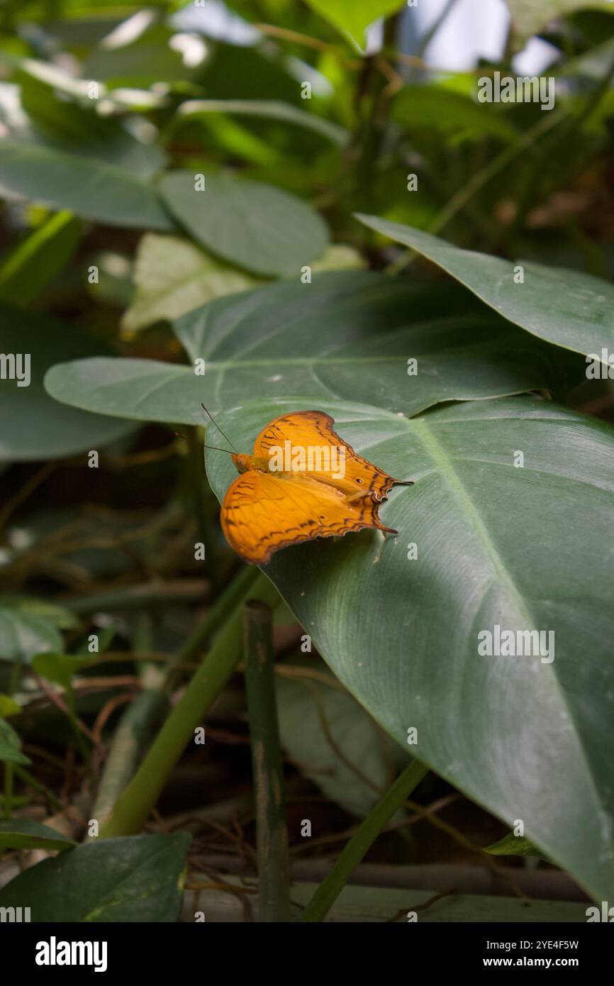 Bild einer Vindula erota, Schmetterling im Changi Airport Butterfly Garden, Singapur Stockfoto