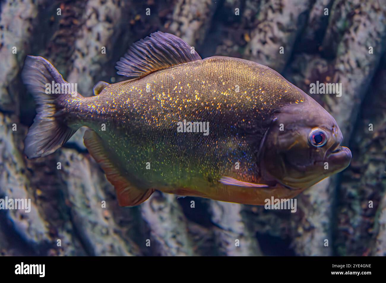 Rotbauchpiranha. Ein Schwarm von Piranha-Fischen. Relativ gefährliche Süßwasserfische. Rotbauchpiranhas Pygocentrus nattereri - südamerikanische Fische. Stockfoto