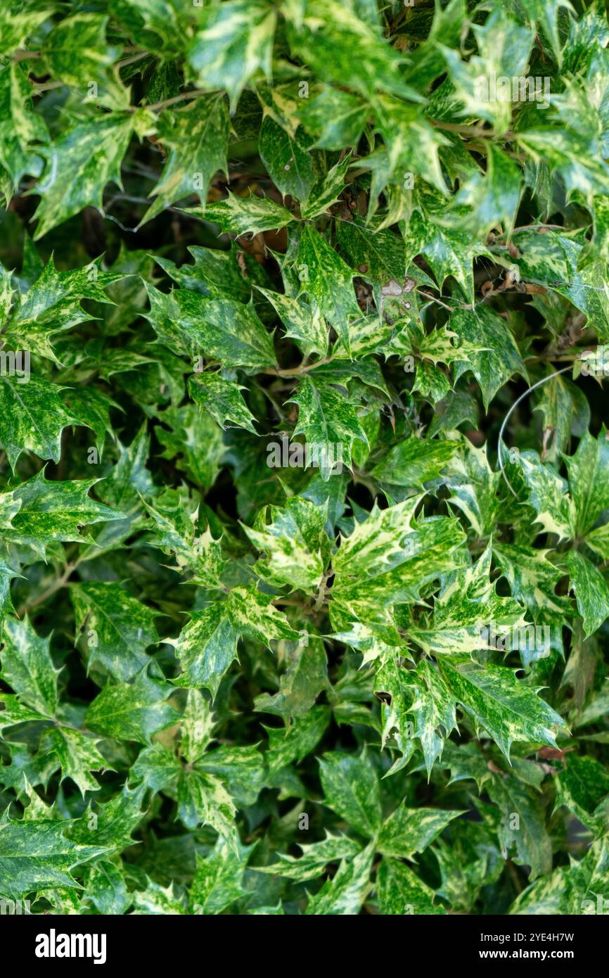 Hintergrund des grünen Blattes Osmanthus. Blumenpflanze mit scharfen Blättern. Holly Blütenblatt Laub Stockfoto
