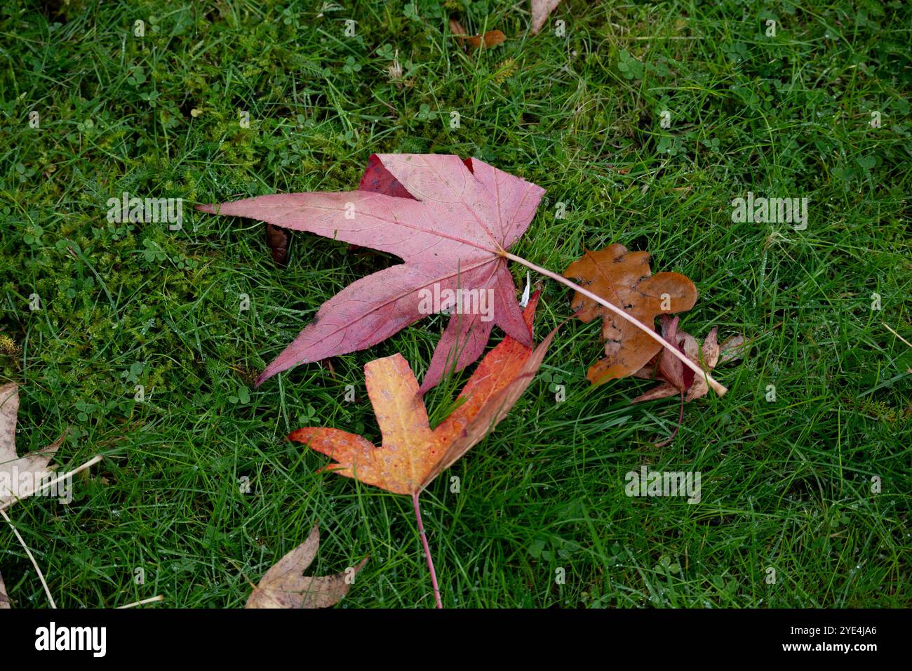 Herbstlaub auf Gras, Großbritannien Stockfoto