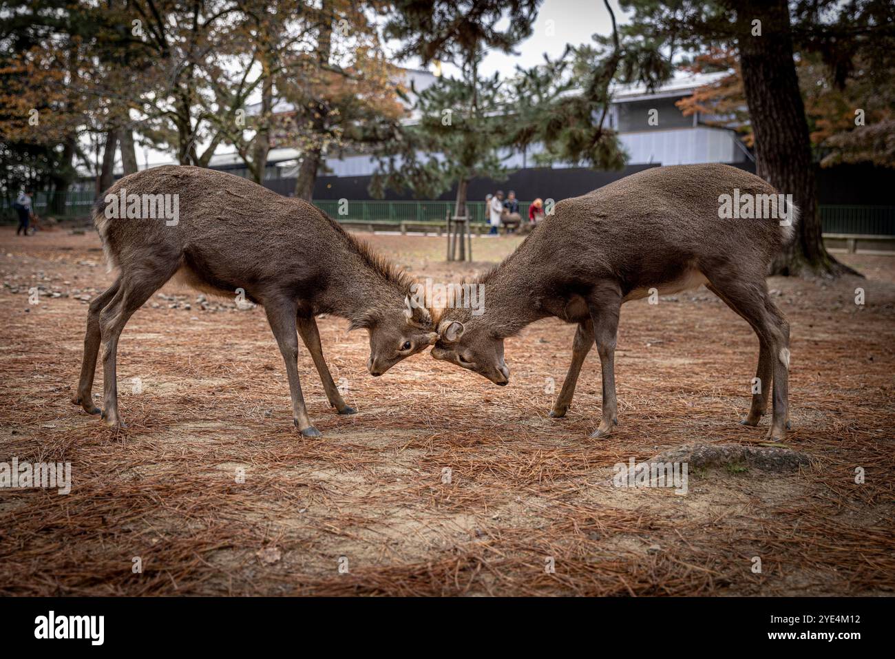 Zwei Hirsche greifen Geweihe auf den nara-Park, japan Stockfoto