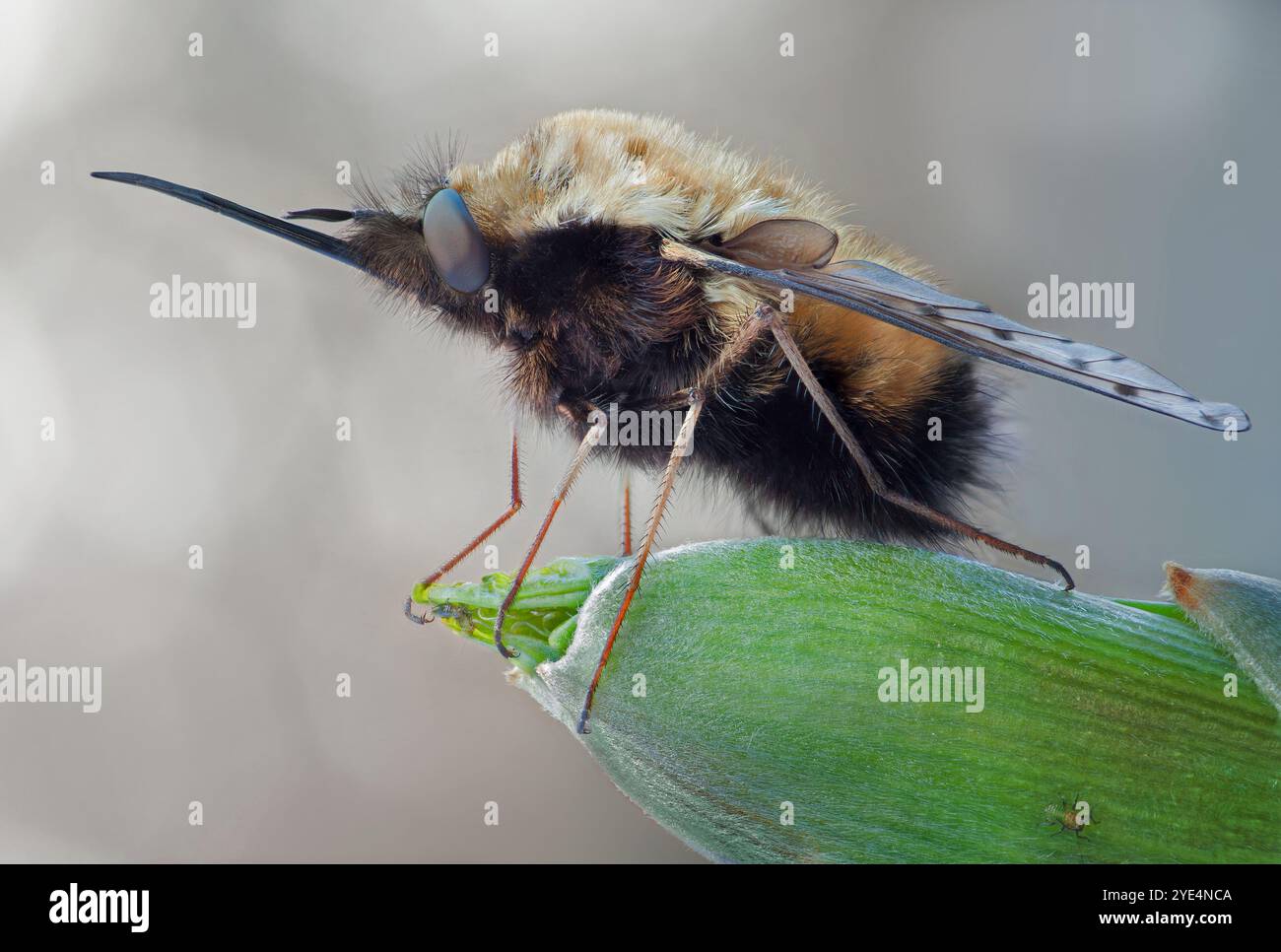 Bombylius discolor ist eine paläarktische Spezies der charismatischen Fliege aus dem frühen Frühjahr aus der Familie der Bombyliidae Stockfoto