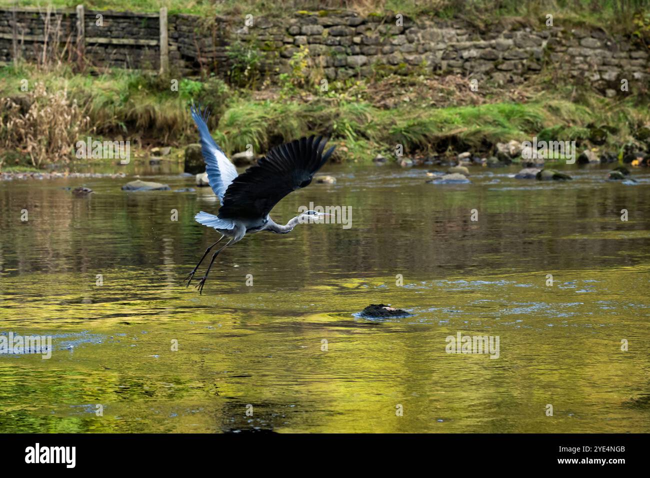 Graureiher im Flug über flaches fließendes Wasser (langbeinige Watvögel, scharfer Spitzschnabel und Schnabel, Flügel werden geflattert) - Yorkshire Dales, England, Großbritannien. Stockfoto