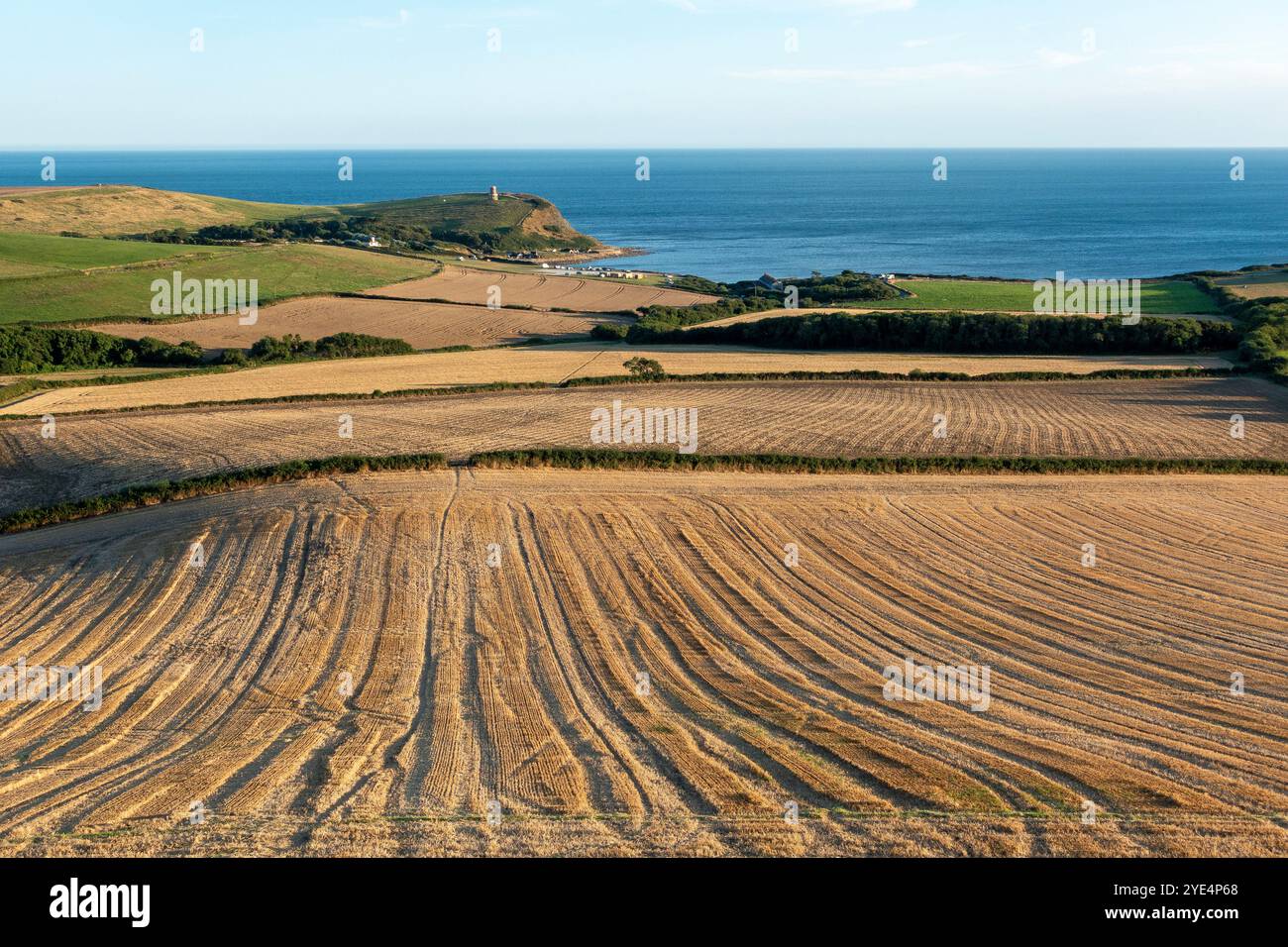 Riesige goldene Weizenfelder erstrecken sich über die hügelige Landschaft von Kimmeridge, Purbeck, wo die Landwirtschaft vor dem Hintergrund des Ozeans gedeiht Stockfoto