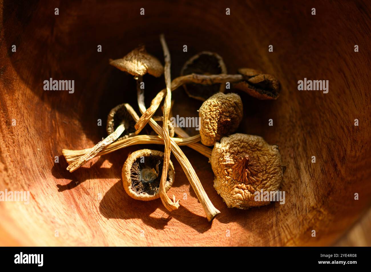 Getrocknete halluzinogene Zauberpilze in einer Holzschüssel. Psychoaktive Psilocybin-Pilze. Getrocknete Pilze auf Grunge-Teller Stockfoto