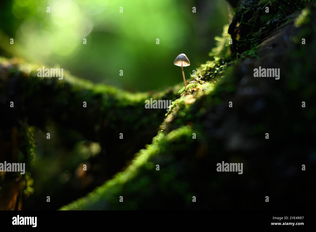 Wunderschöner minimalistischer Schuss einzelner Pilze im dunklen Wald. Natur-Makrofotografie Stockfoto
