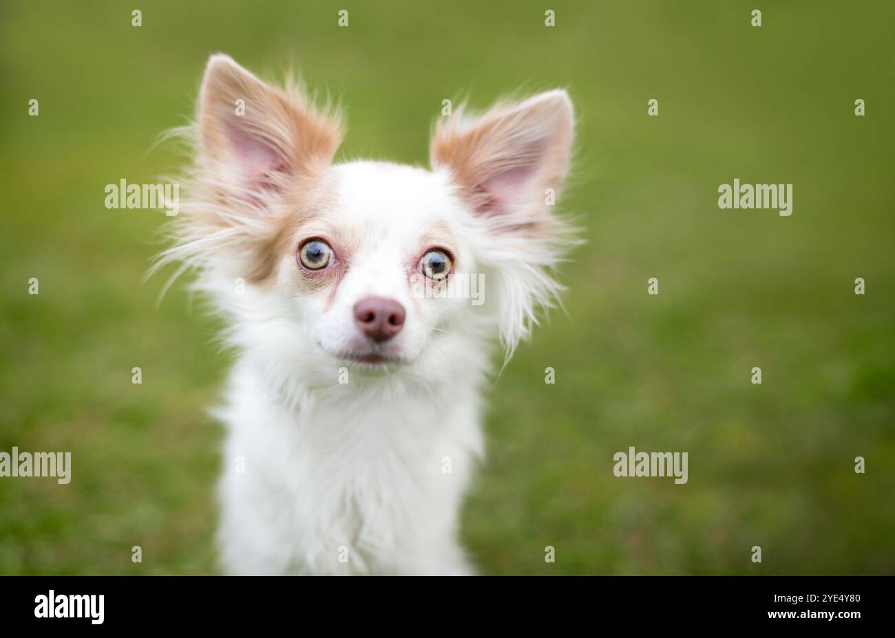 Ein langhaariger Papillon x Chihuahua Mischhund mit breitem Auge Stockfoto