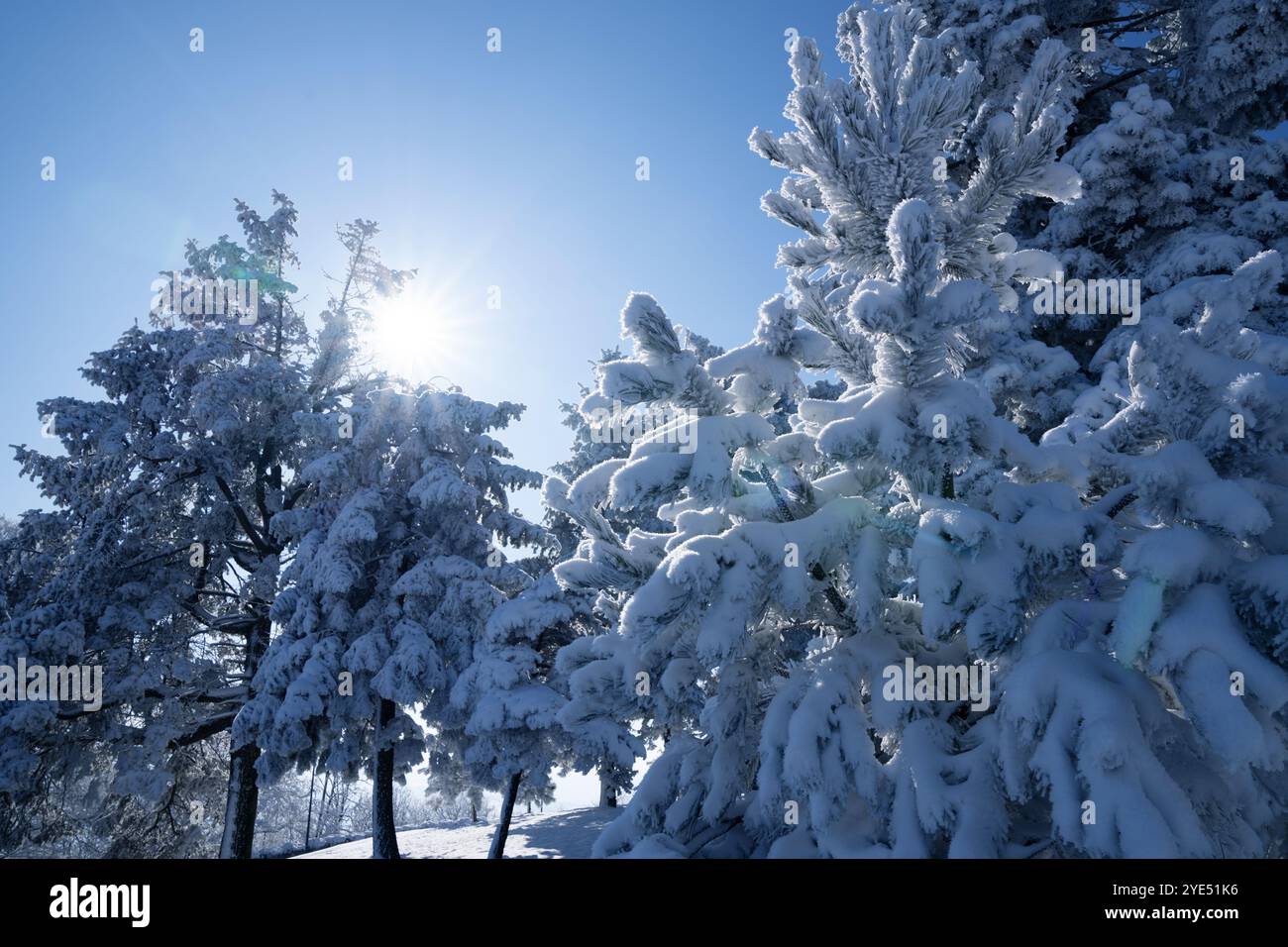 Schneebedeckte Bäume. Winterwald. Stockfoto