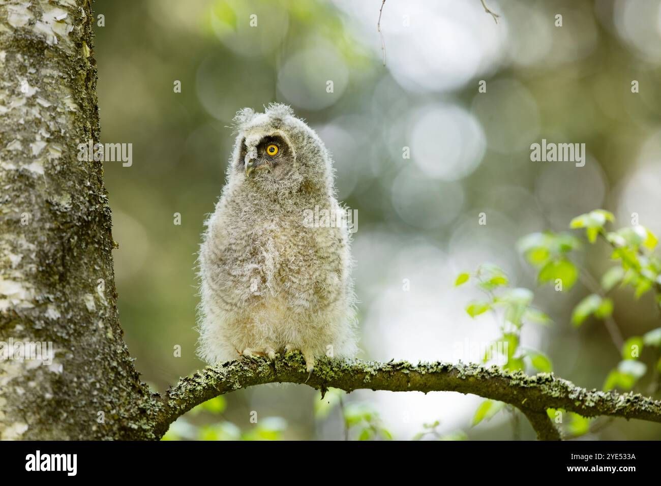 Flauschige Langhaareule (asio otus), die auf dem Birkenzweig sitzt. Vogel im Naturraum, Tschechien Stockfoto