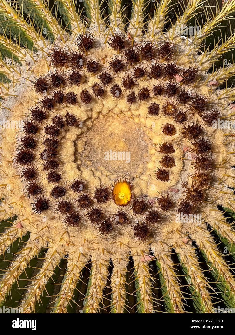 Goldener Fasskaktus aus der Nähe von oben Stockfoto