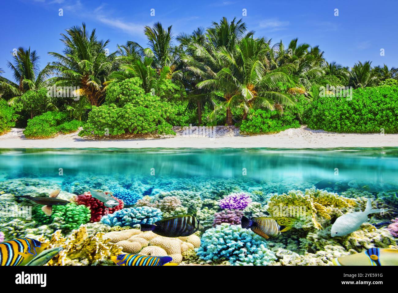 Tropische Insel und die Unterwasserwelt der Malediven. Insel Thoddoo. Stockfoto