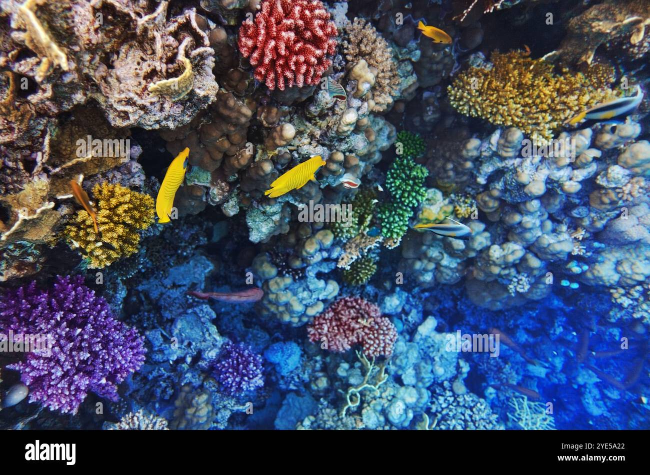 Korallen und Fische in der roten Sea.Masked Schmetterling. Ägypten Stockfoto