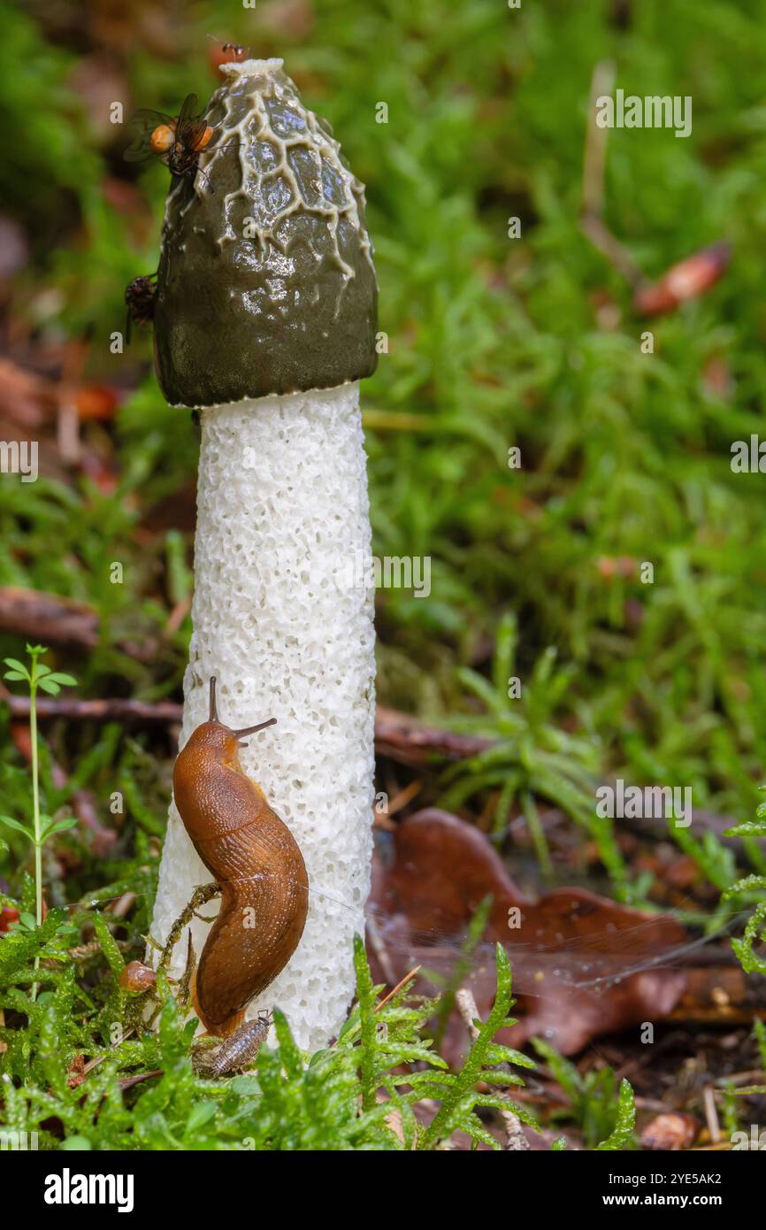 Nahaufnahme eines gewöhnlichen Stinkhorns, Phallus impudicus, mit weißem Stiel und dunkelgrüner glänzender Kappe und einem Dusky Slug, Arion subfuscus, der über die ste kriecht Stockfoto