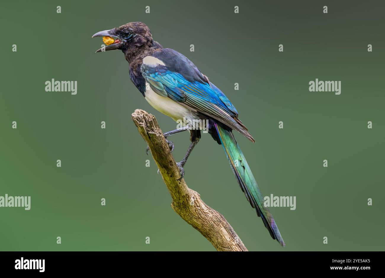 Nahaufnahme der sich formenden Magpie, Pica pica, mit Krallen, die fest an vertikalen toten Ästen haften und mit Nahrung im Schnabel gegen schlichte Hintergründe schauen Stockfoto
