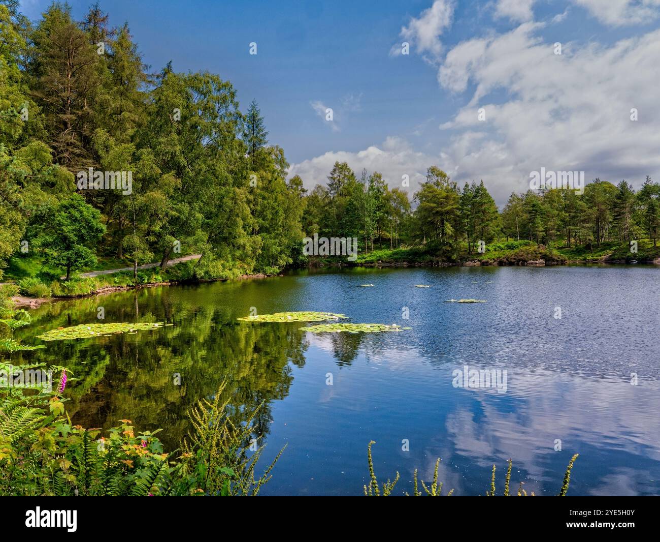 Tarn Hows, ein sehr malerischer Hillside Tarn. Gelegen zwischen Coniston und Hawkshead, im englischen Lake District, Cumbria. Stockfoto