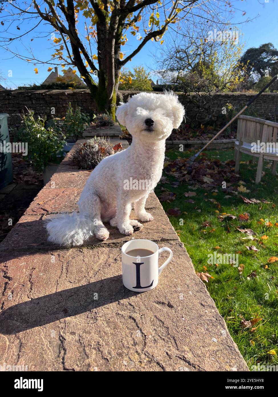 Bichon Frise Herbstlaub in den Cotswolds mit einer Tasse Tee Stockfoto