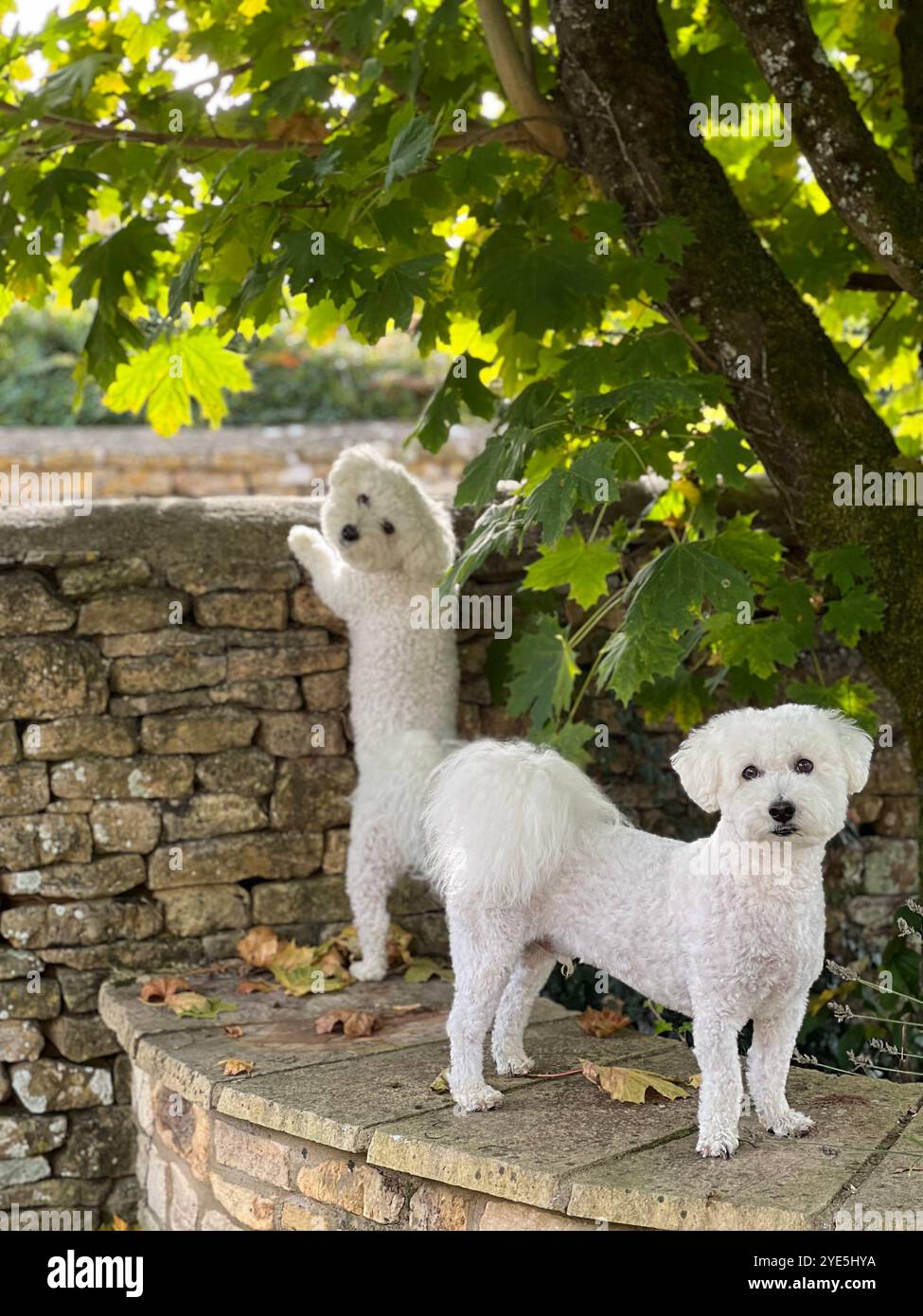 Der freche Bichon Frise in den Cotswolds plant Flucht über die Trockenwand Stockfoto