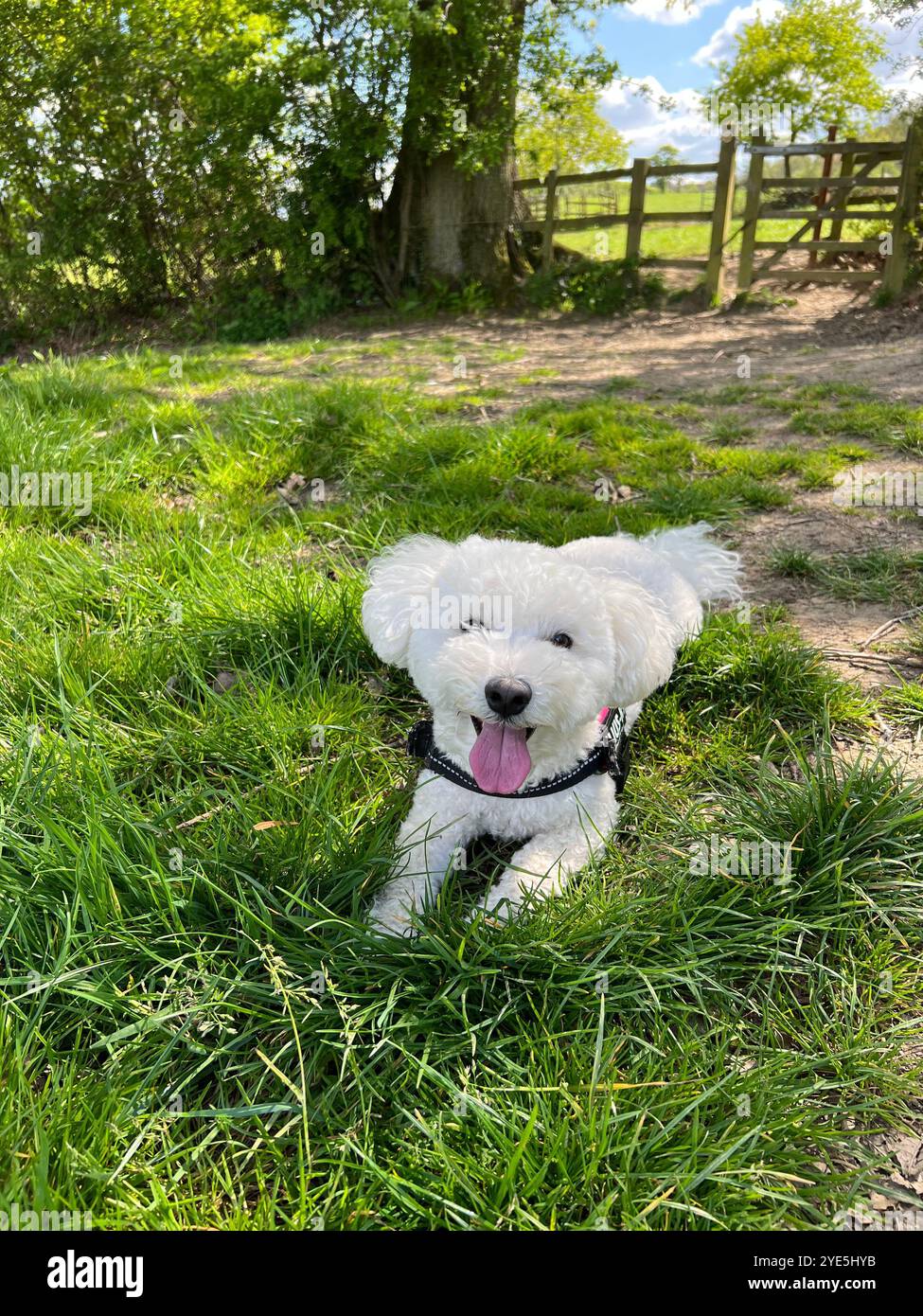 Bichon Frise Herbstlaub in den Cotswolds mit einer Tasse Tee Stockfoto