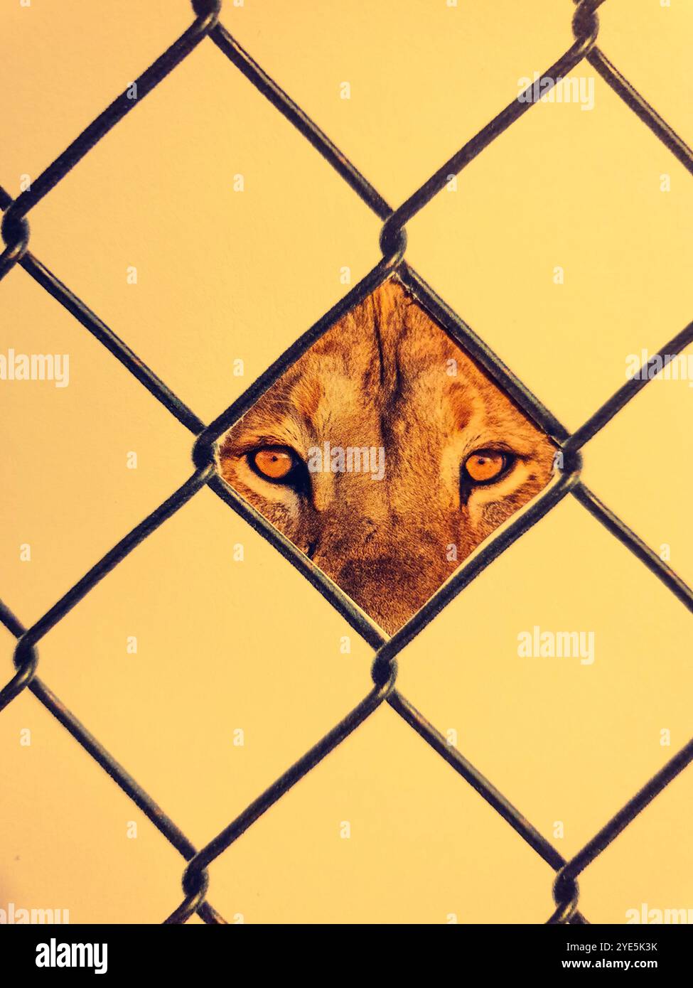 Konzeptionelle Collage eines Löwen, der durch einen Maschendrahtzaun schaut Stockfoto