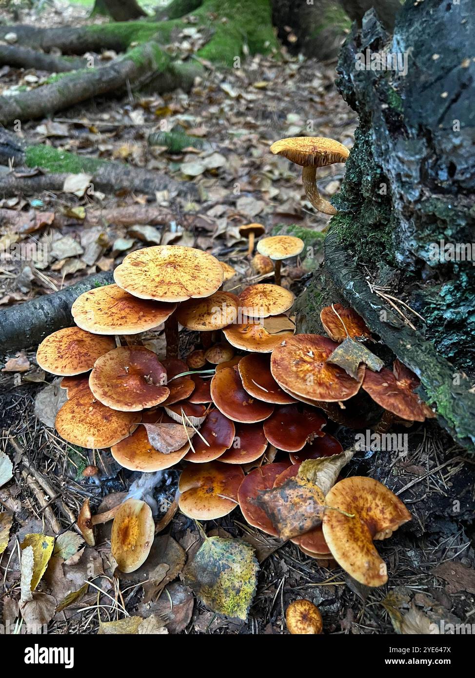 Viele Pilze auf einem Baumstamm, Herbstzeit - Smartphone-aufgenommenes Stockfoto