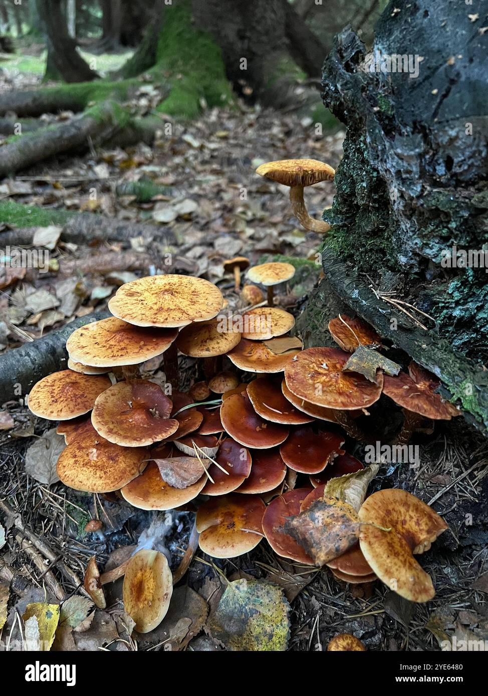 Viele Pilze auf einem Baumstamm, Herbstzeit - Smartphone-aufgenommenes Stockfoto