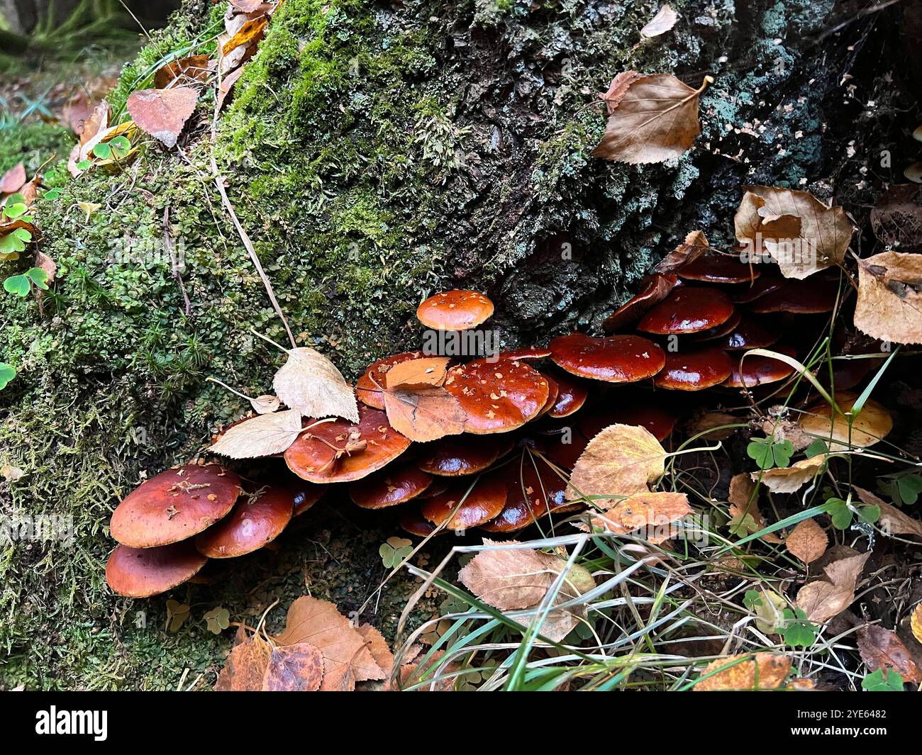 Viele Pilze auf dem Stamm einer Birke, Herbstzeit Stockfoto