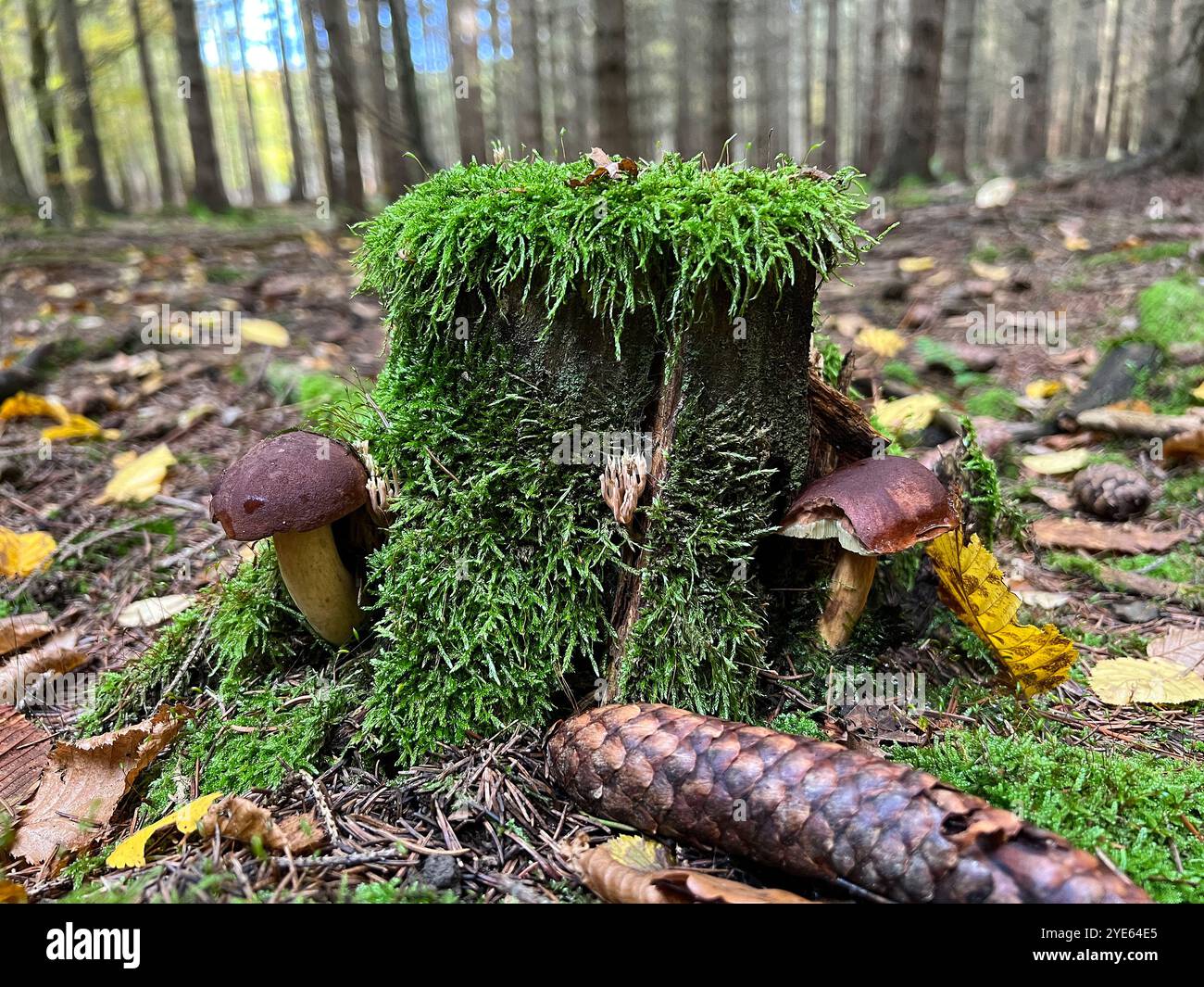 Essbare Pilze auf einem Baumstamm, Imleria badia, Stumpf bedeckt mit Moos - Smartphone-aufgenommenes Stockfoto