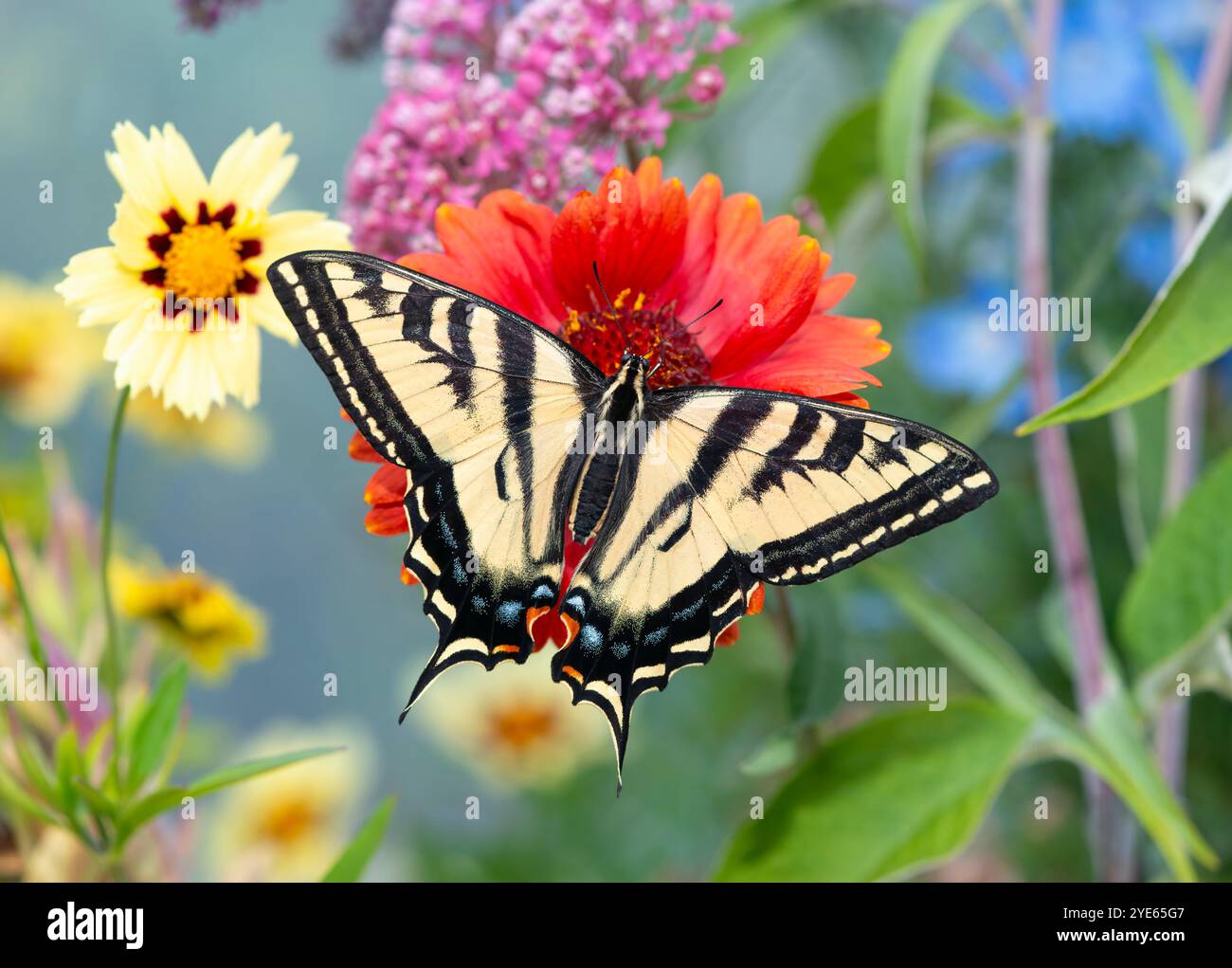 Makro eines westlichen Tigerschwalbenschwanz-Schmetterlings (papilio rutulus), der sich an einer roten Coreopsis-Blume ernährt - Flügel offen Stockfoto