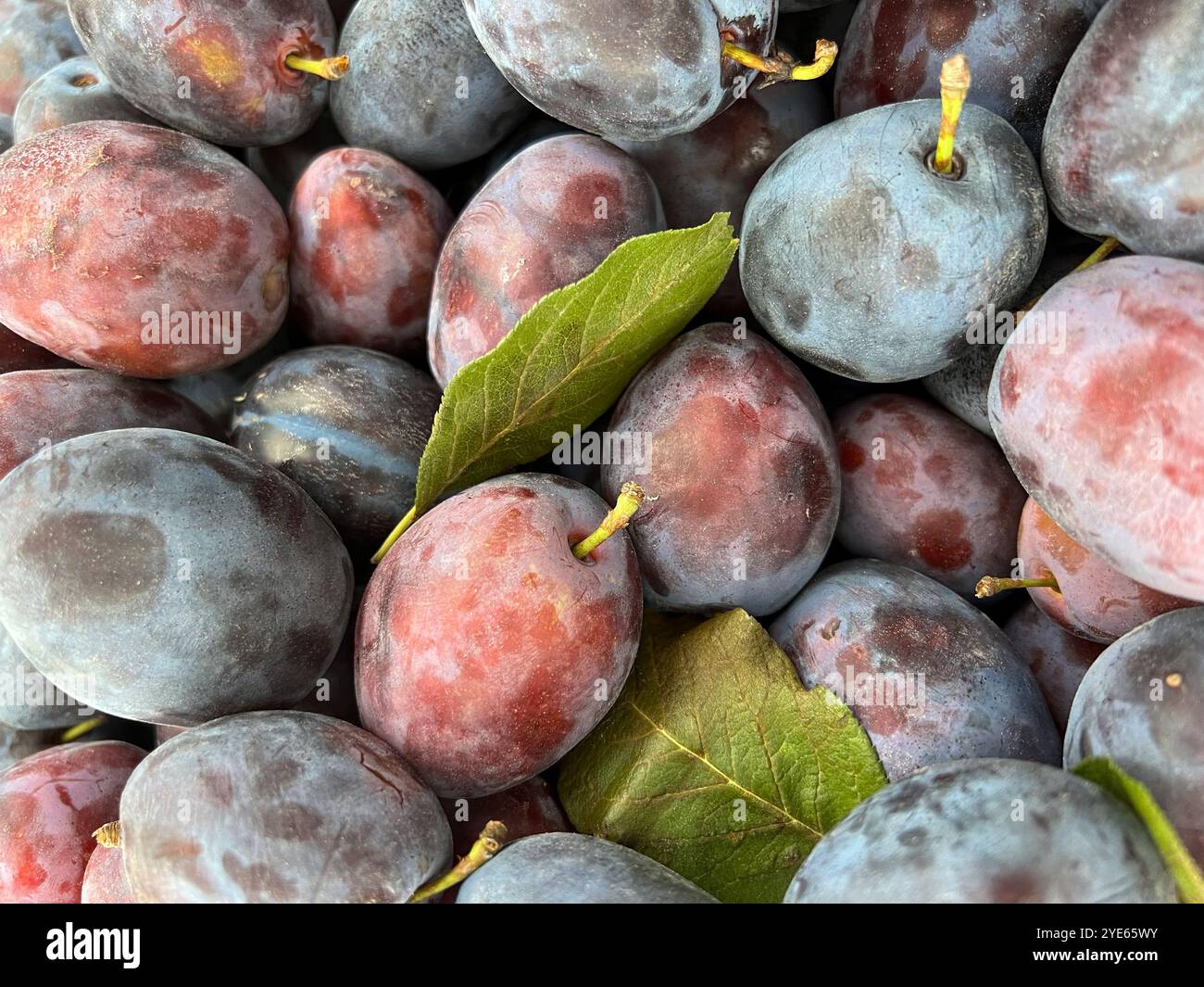 Obst und Gemüse vom Markt, - Smartphone-aufgenommenes Stockfoto