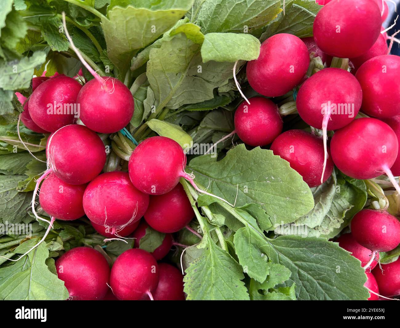 Obst und Gemüse vom Markt. Radieschen Hintergrund, Radieschen, Radieschen vom Markt. - Smartphone-aufgenommenes Stockfoto