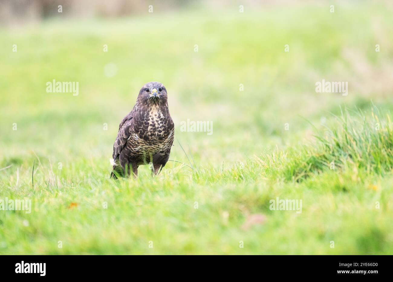 Bussard (Buteo buteo) auf der Suche auf einem Grasfeld Stockfoto