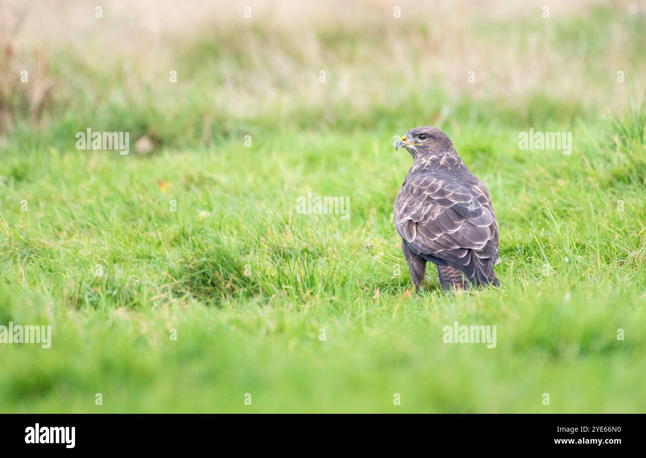 Bussard (Buteo buteo) auf der Suche auf einem Grasfeld Stockfoto