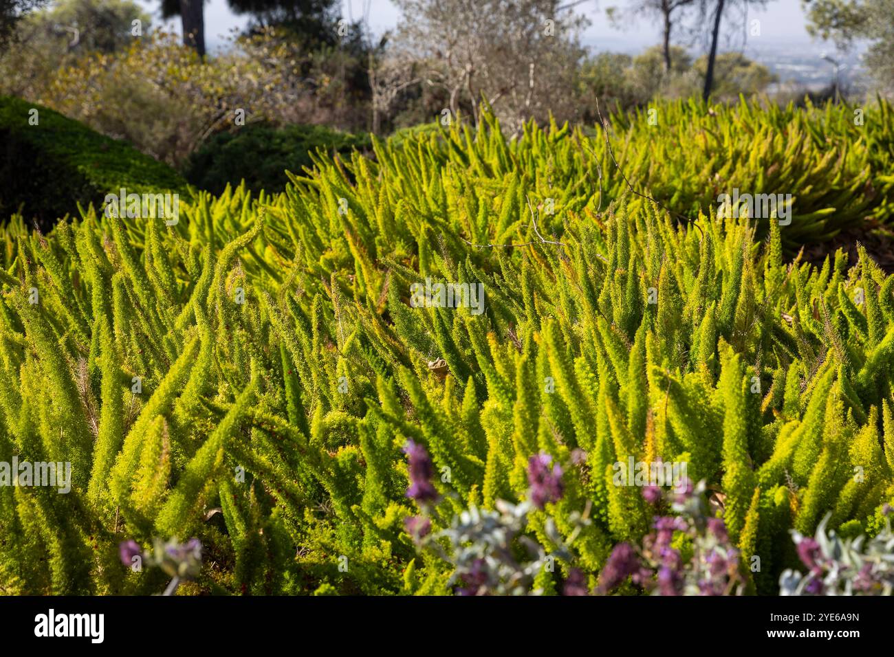 Spargel densiflorus meyersii im Park als Hauptteil der Landschaftsgestaltung im Herbst Stockfoto